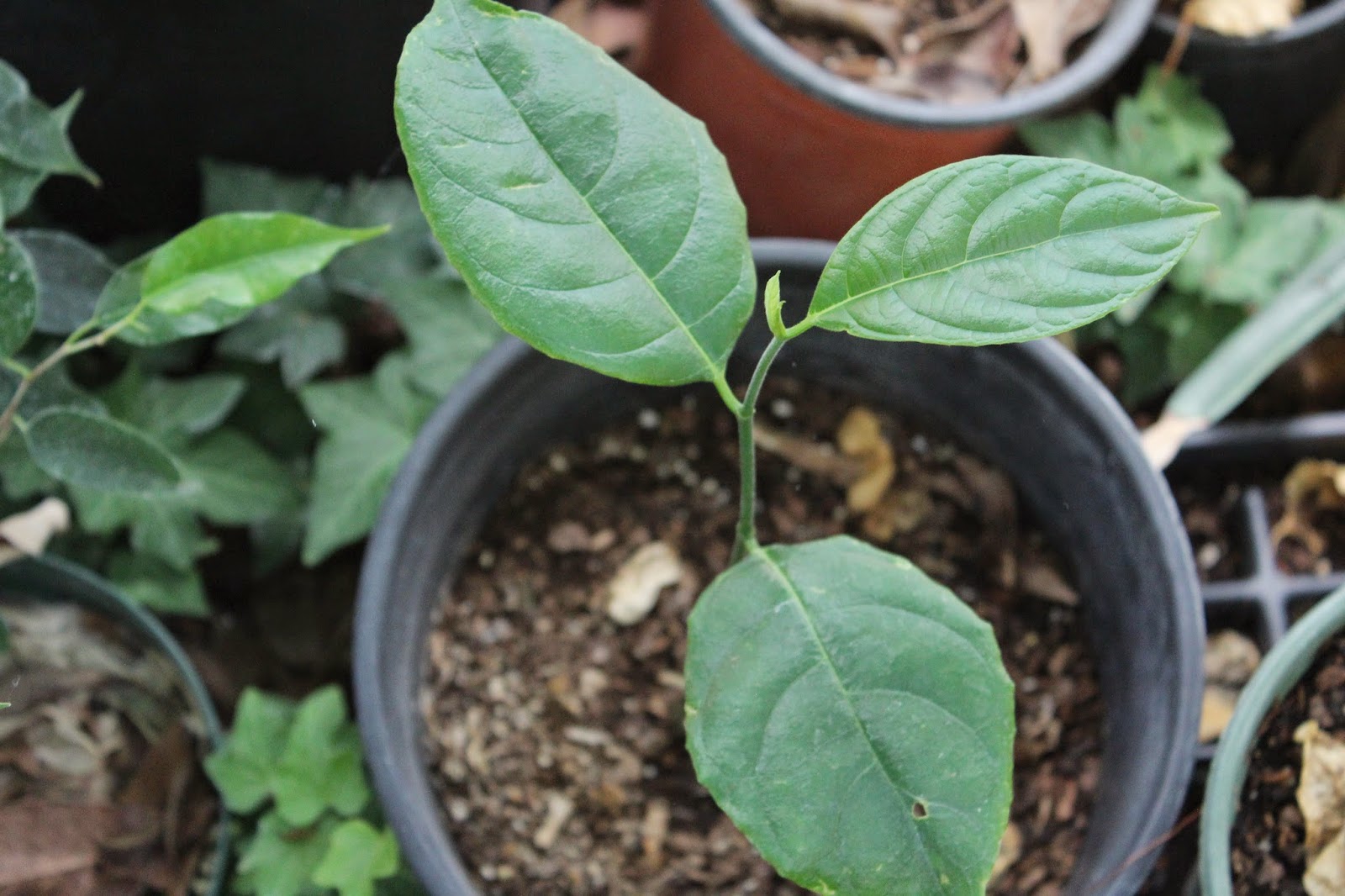 Edible Tropicals How to Grow, Eat and Cook Jackfruit