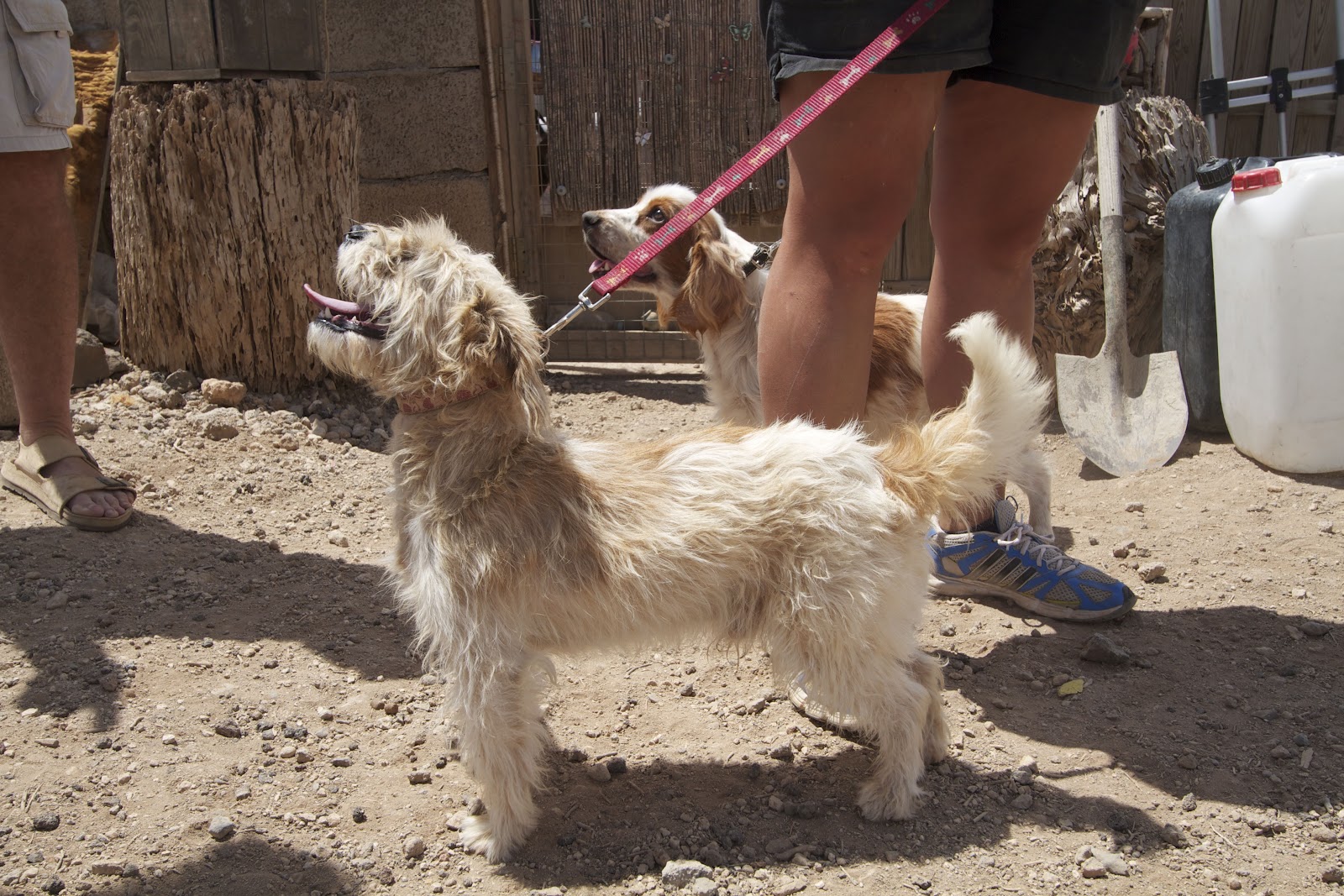 Tenerife Dogs The Little Dog's Home
