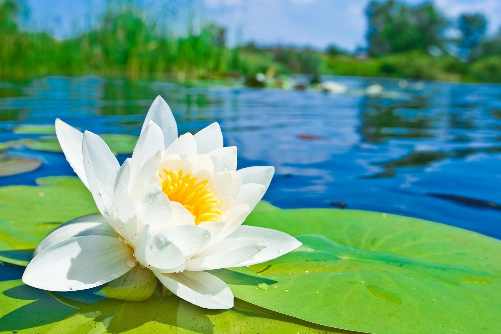 Lotus Flower HD wallpapers HD Wallpapers (High Definition) Free