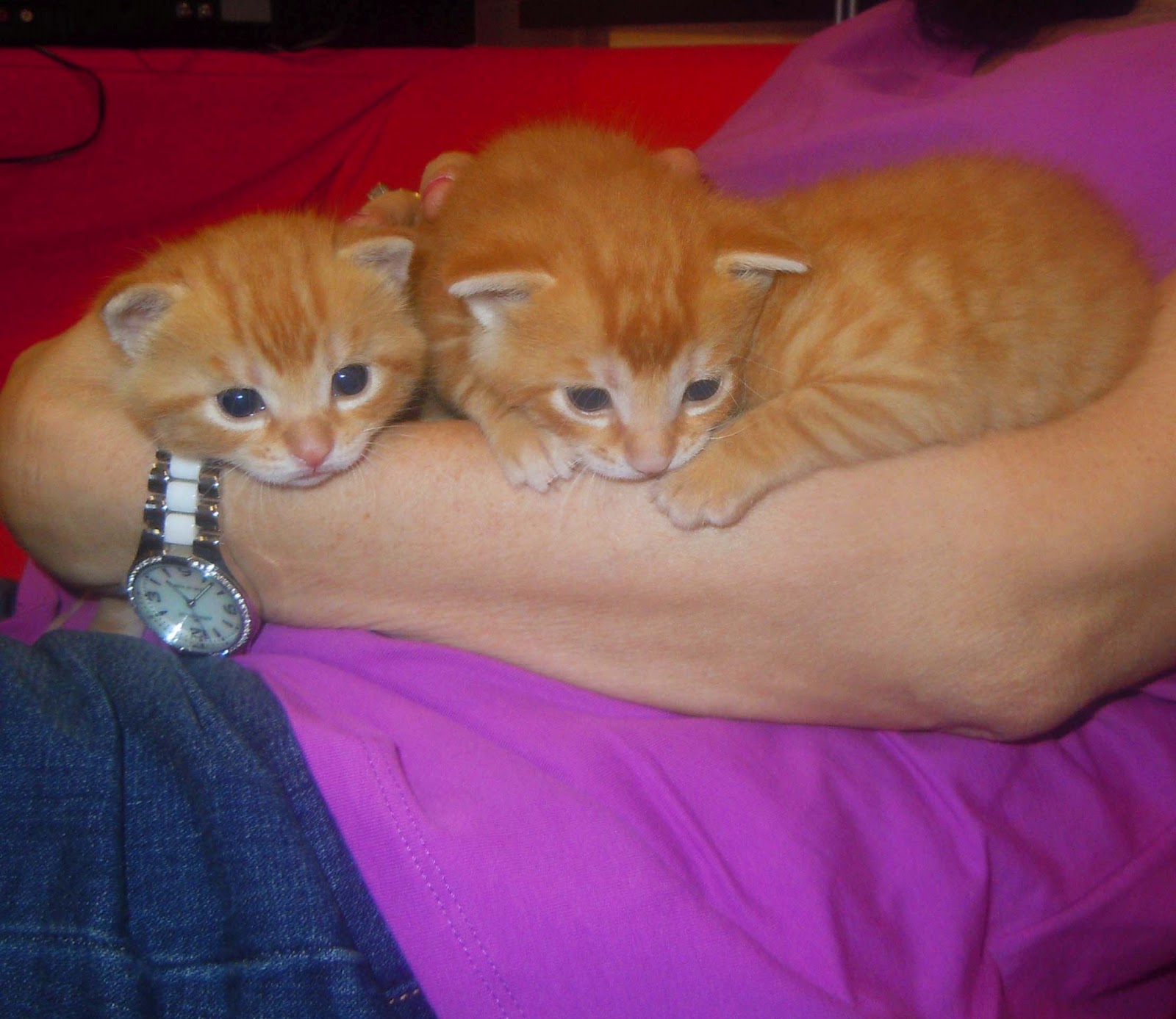 CSL Cats Committee Three orange kittens available for adoption