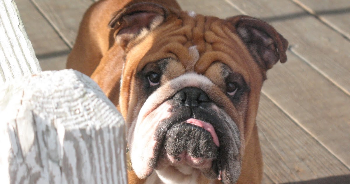 can dogs have almond flour