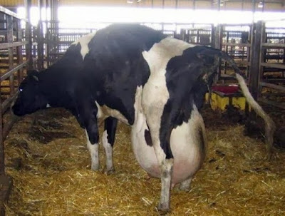 enlarged utter, dairy cow, vegan, animal cruelty