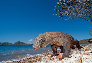 on the island of Komodo and uniqueness
