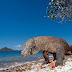 on the island of Komodo and uniqueness
