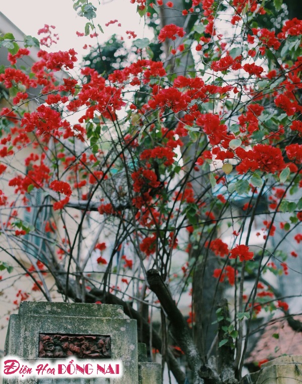 [Image: Do-ruc-nhung-chum-hoa-giay-giua-mua-dong-Ha-Noi-8.jpg]