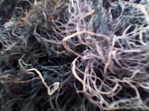Black Amarant Gracilaria