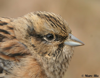 Emberiza cia