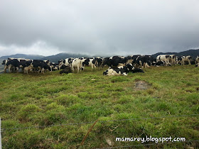 Desa Cattle ,Mesilau ,Kundasang