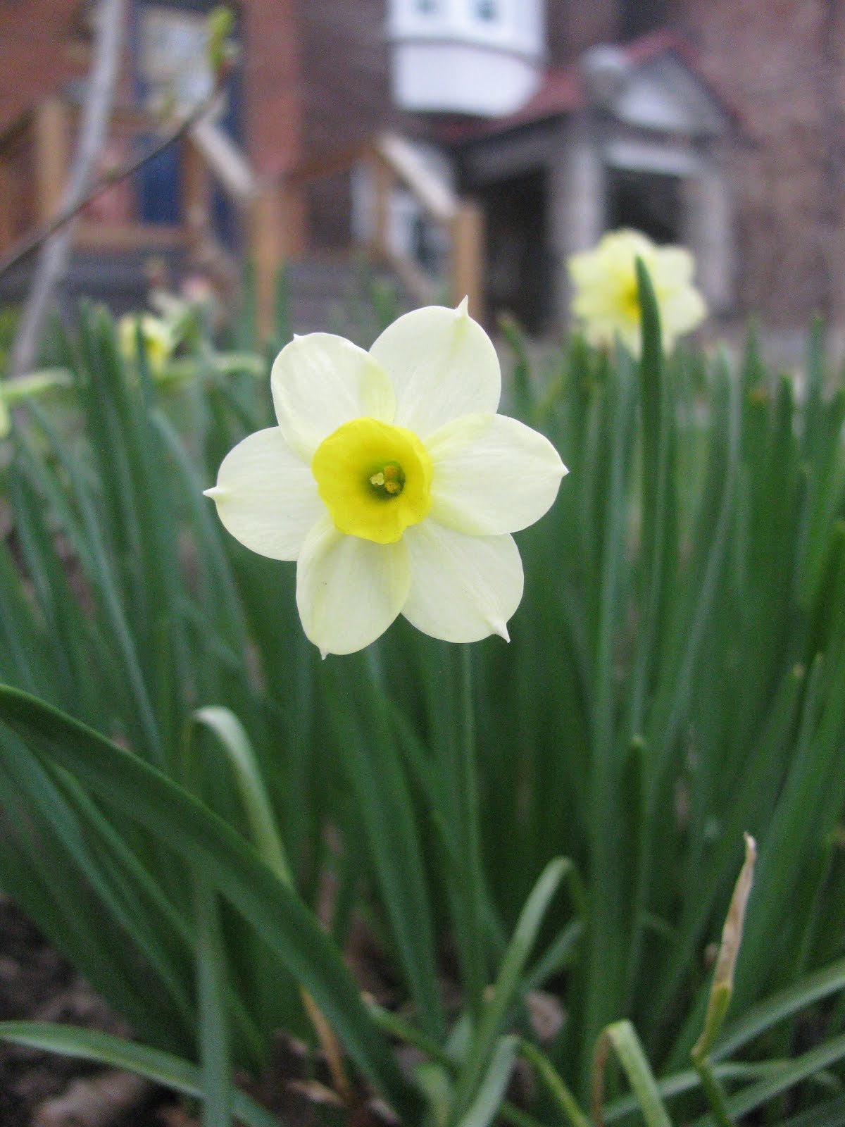 My Roots Run Deep (Original) An Exceptional Year for Daffodils