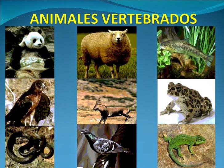 Blog de 2º ciclo Virxe do Carme ANIMAIS VERTEBRADOS