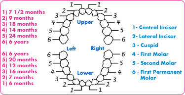 babies teeth chart