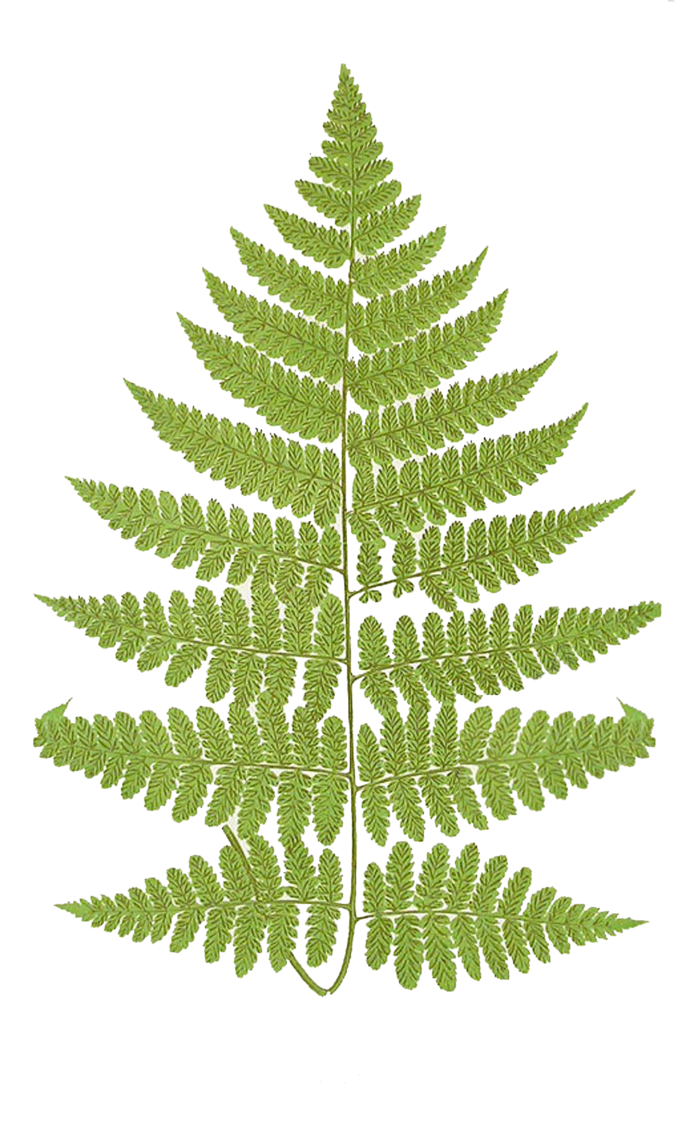 Leaping Frog Designs: Fern Frond Free PNG Image