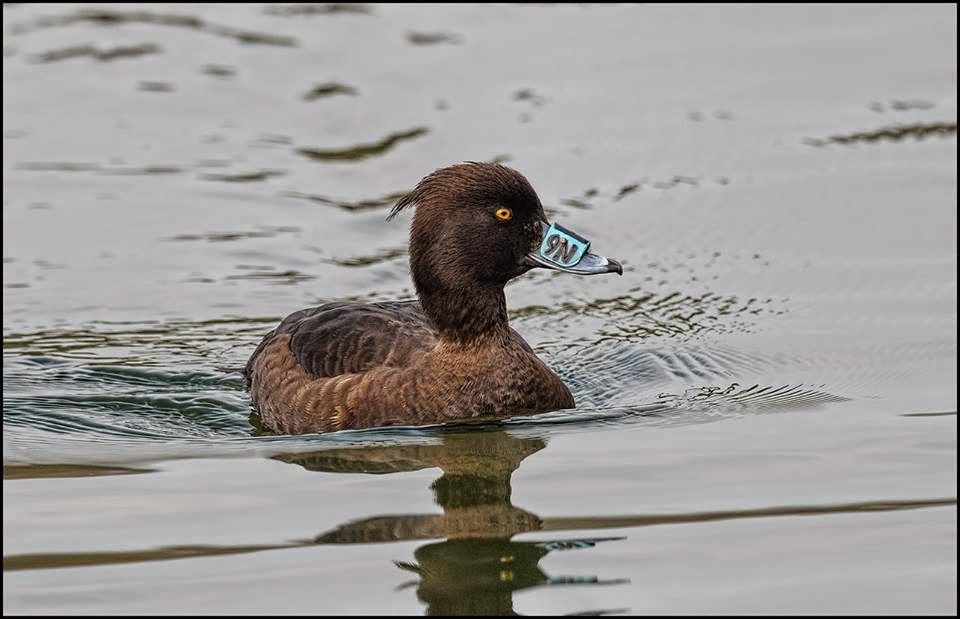 Rarities Committee Duck bill bands