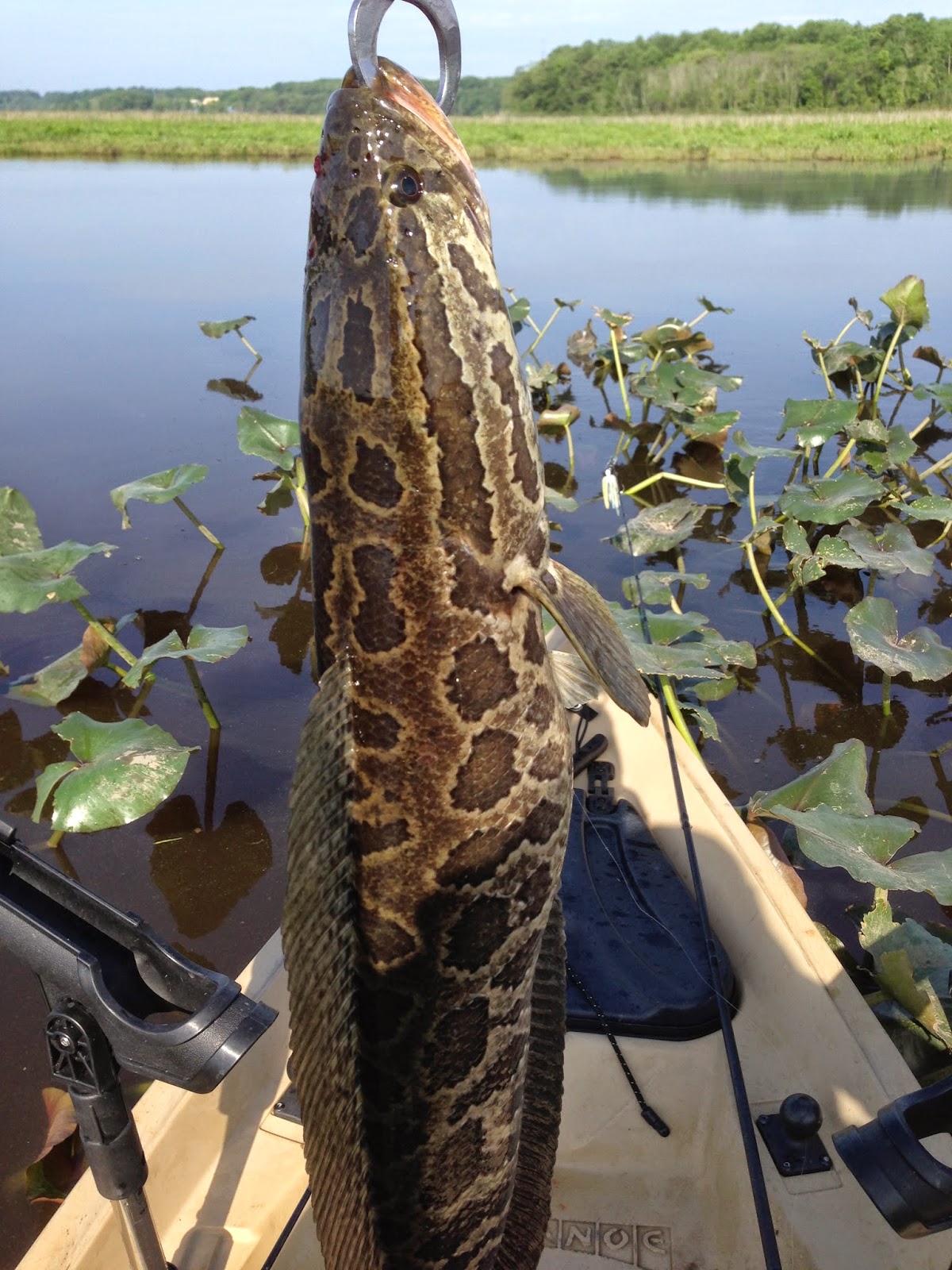 Mattawoman Creek, Indian Head MD Mattingly Ave Park 05122014