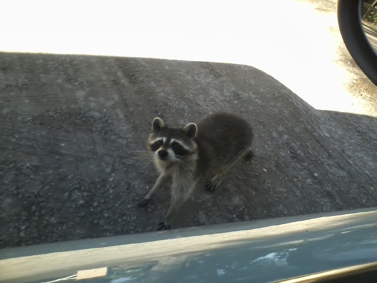 Report from the Florida Zone Raccoons of Lido Key