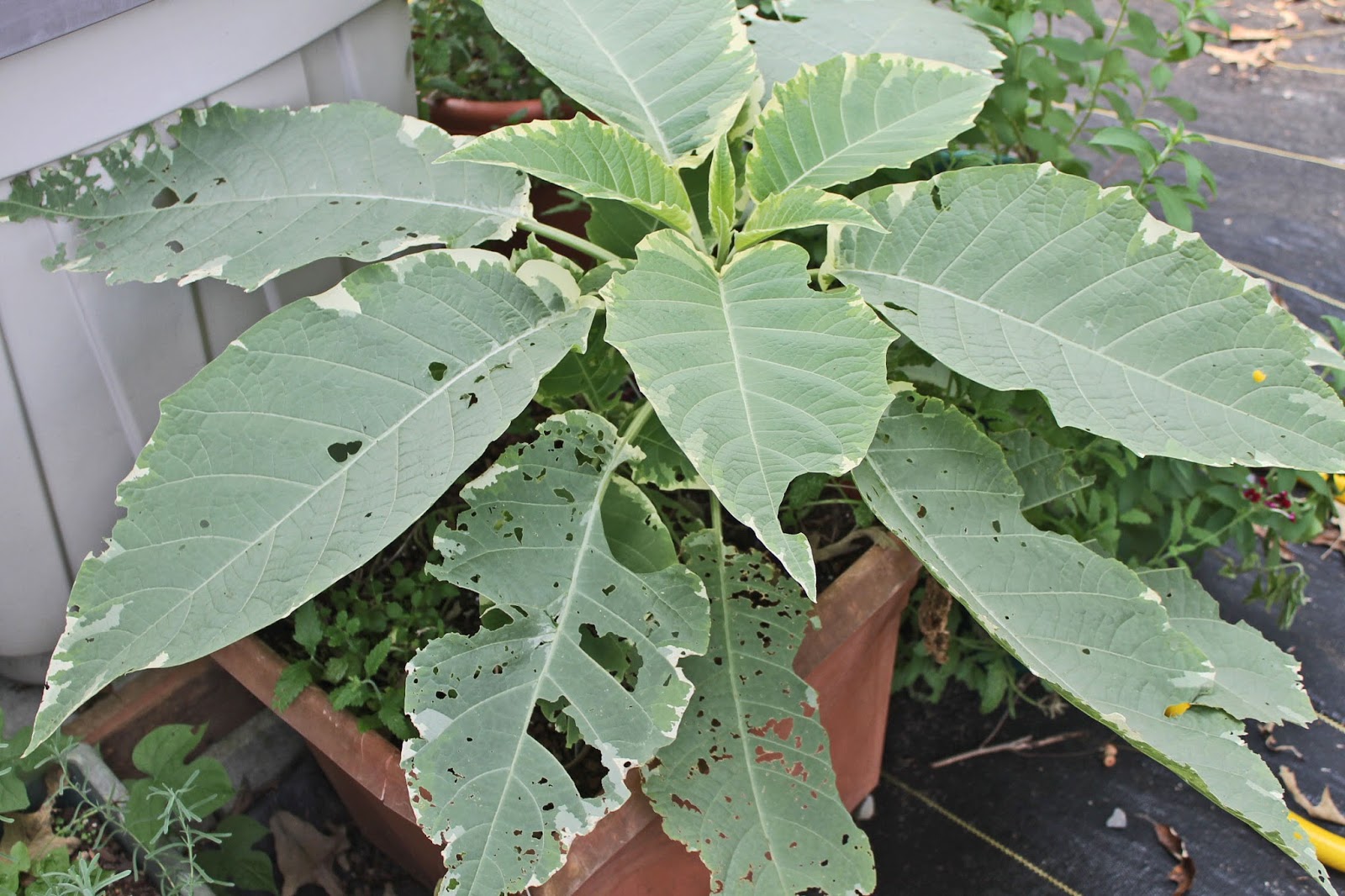 My Gardening Notes August 2015 My Gardening Notes August 2015