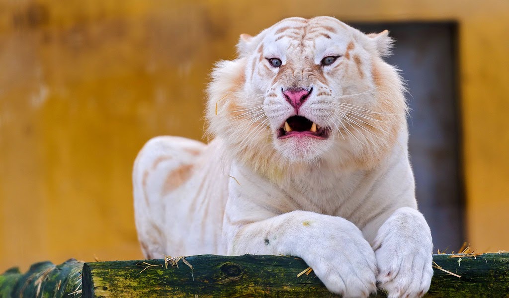 hd wallpapers tiger full
