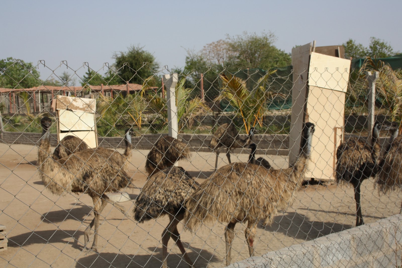 Emu Bird Farming