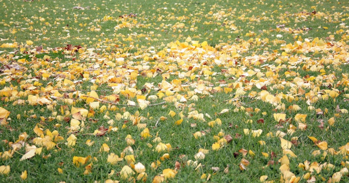Pensando Jardines: EFECTO ALFOMBRA