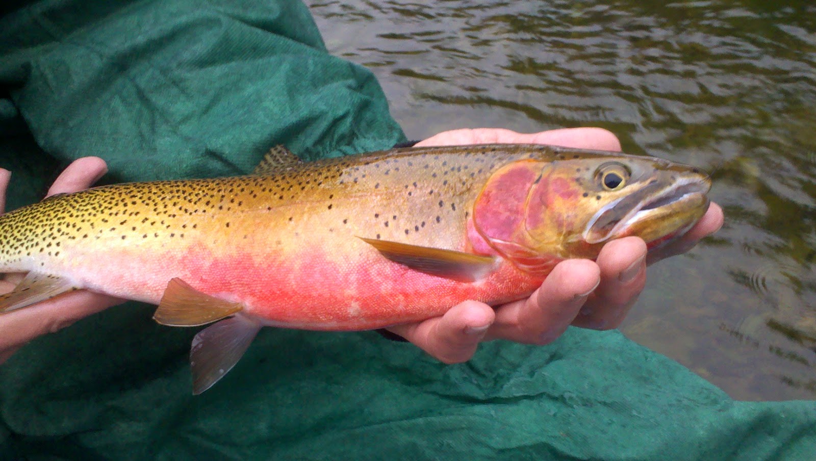 Idaho Fly Fishers Blog CDA cutthroat trout