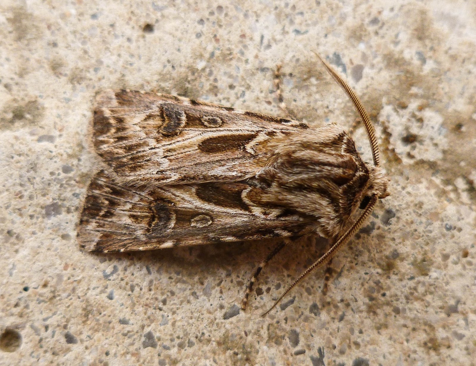 North Wales Bug Blog Double Dart