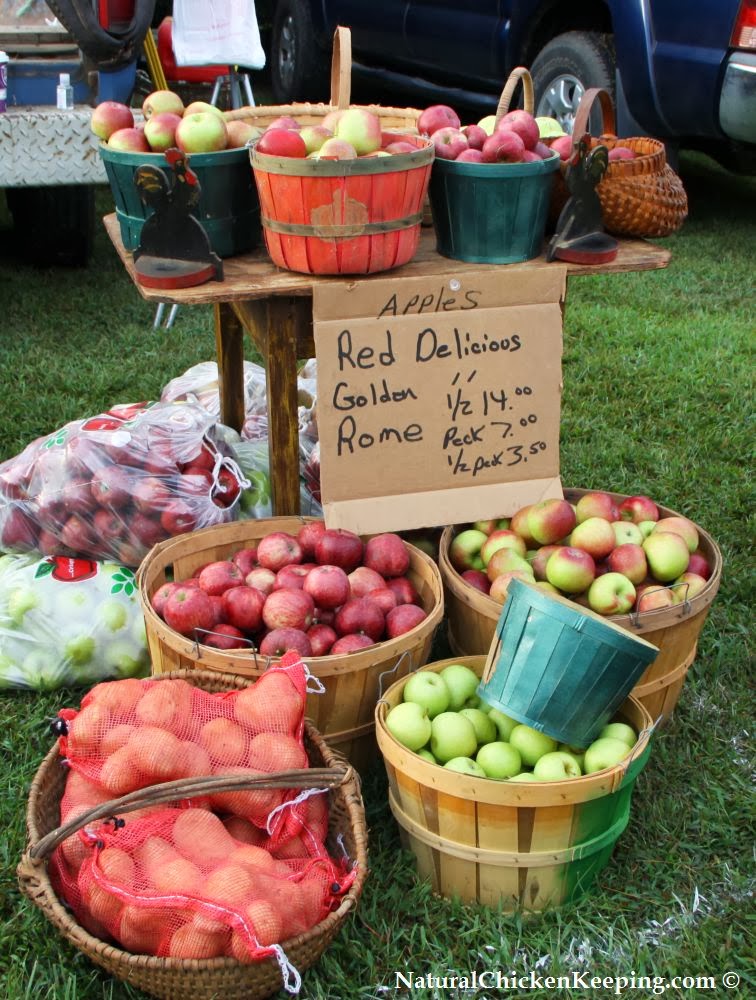 Natural Chicken Keeping The Chicken Swap Meet
