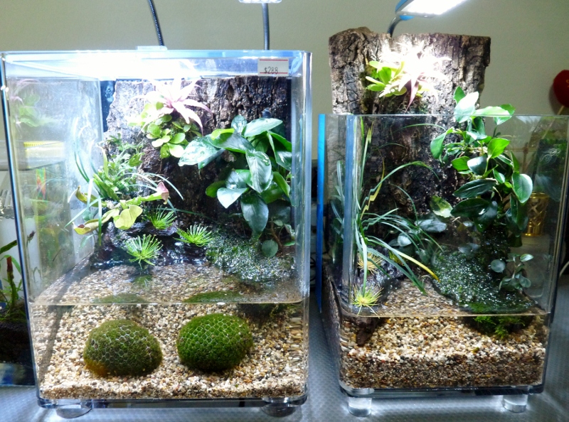 Exotica Pets Paradiso IQ3 & IQ5 Nano Paludarium Packages are out!