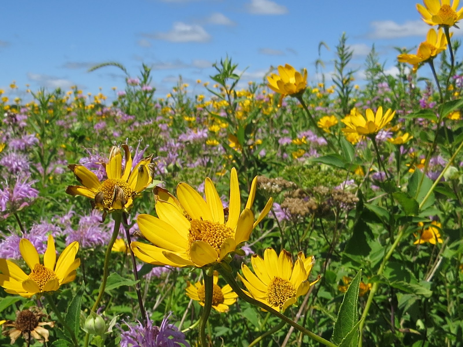 Pollen Baskets - Wildflower Meadows