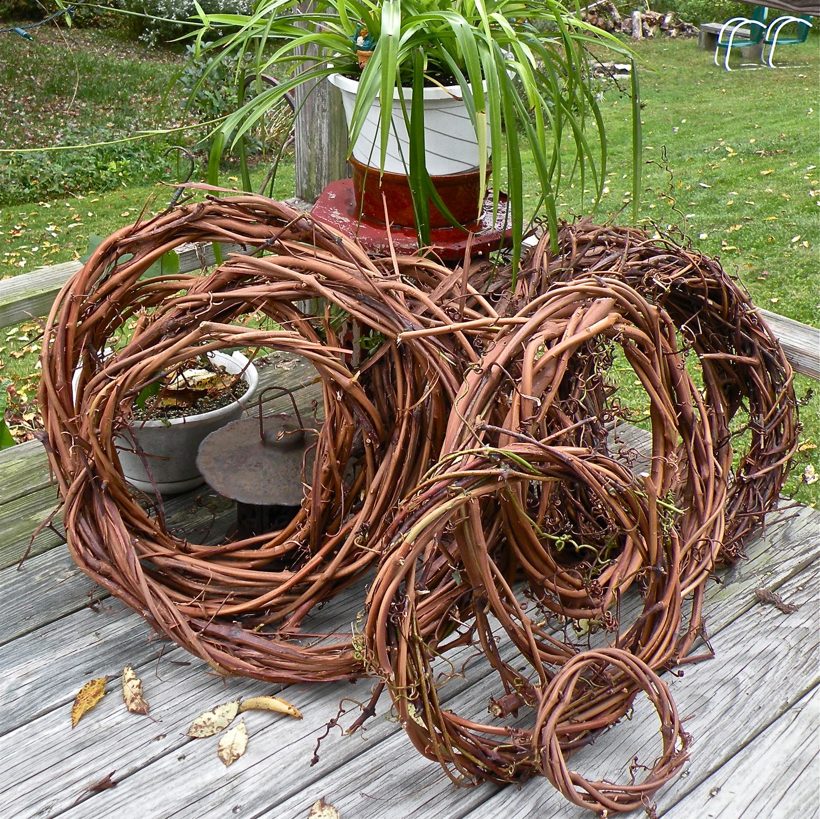 Grape Vine Wreaths