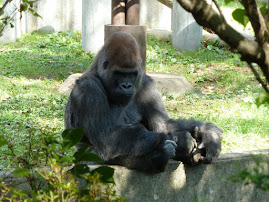 仙台のゴリちゃん