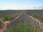 adoro la lavanda