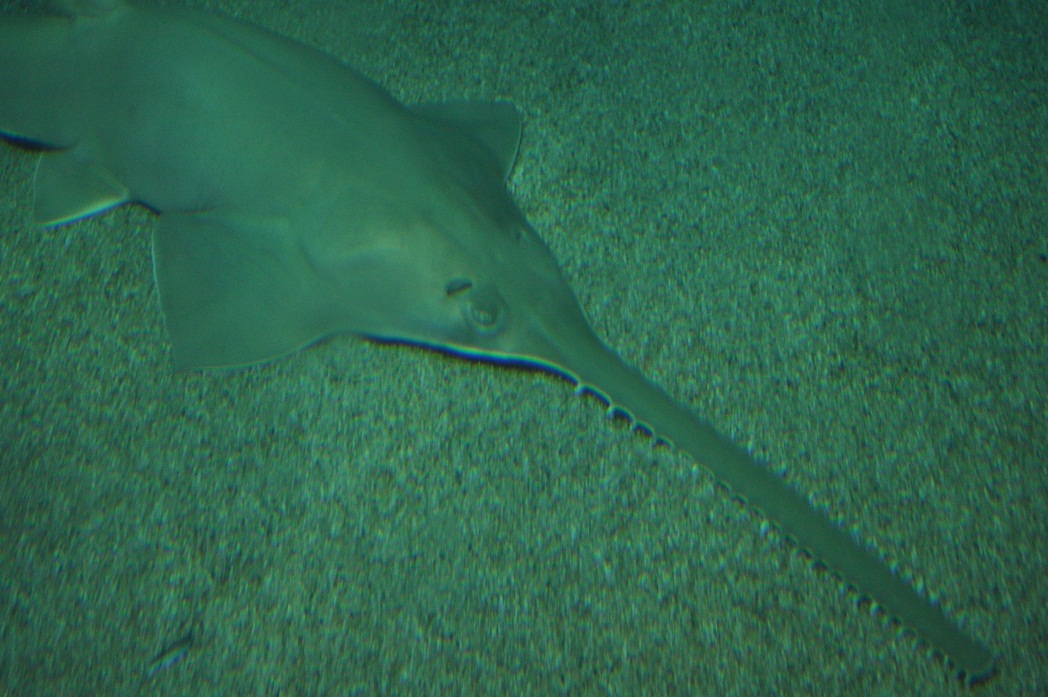 ZOOTOGRAFIANDO (MI COLECCIÓN DE FOTOS DE ANIMALES) PEZ SIERRA VERDE