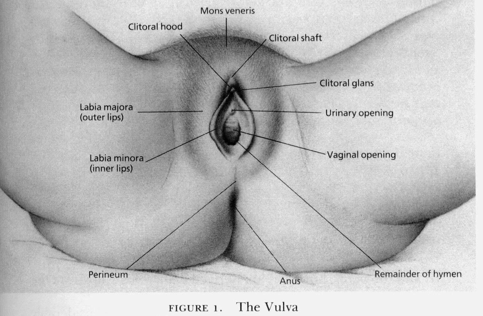 How vagina and penis meets