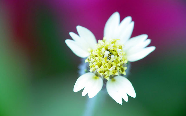 White Flowers Wallpapers