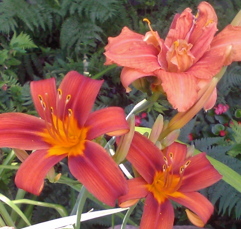 A Student Gardener COMMON DITCH LILY photo update