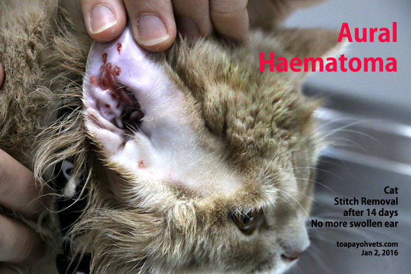 2010vets INTERN CLARA. Video Aural haematoma in a Ragamuffin cat