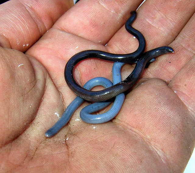 Brahminy Blind Snake Snakes