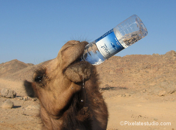 Camel+Drinking.jpg