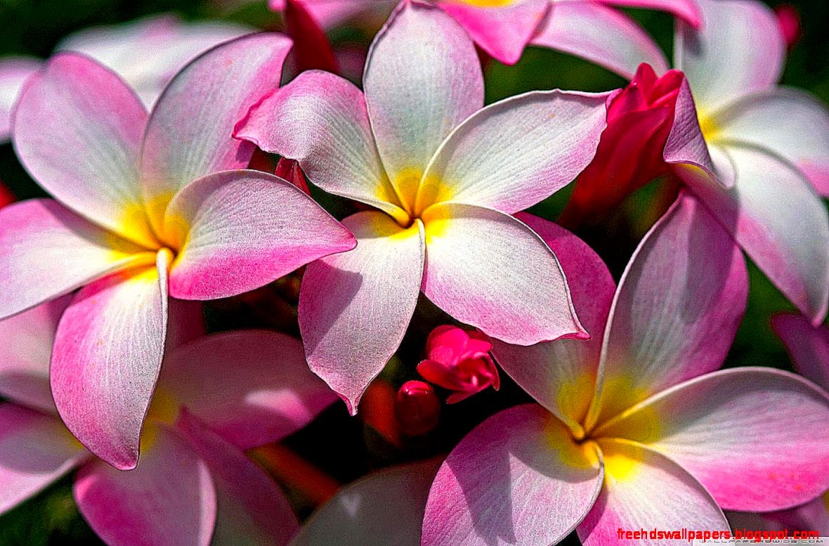 Hawaiian Plumeria HD desktop wallpaper  Widescreen  High Hawaiian Plumeria HD desktop wallpaper  Widescreen  High