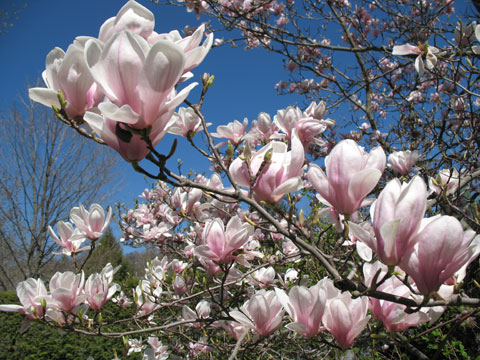 southern magnolia tree pictures. southern magnolia tree flower.