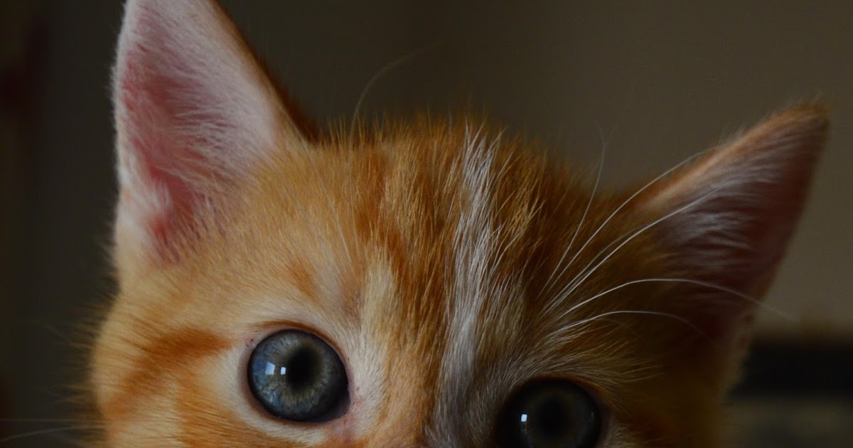 Wwa Jeziorki The kittens at six weeks