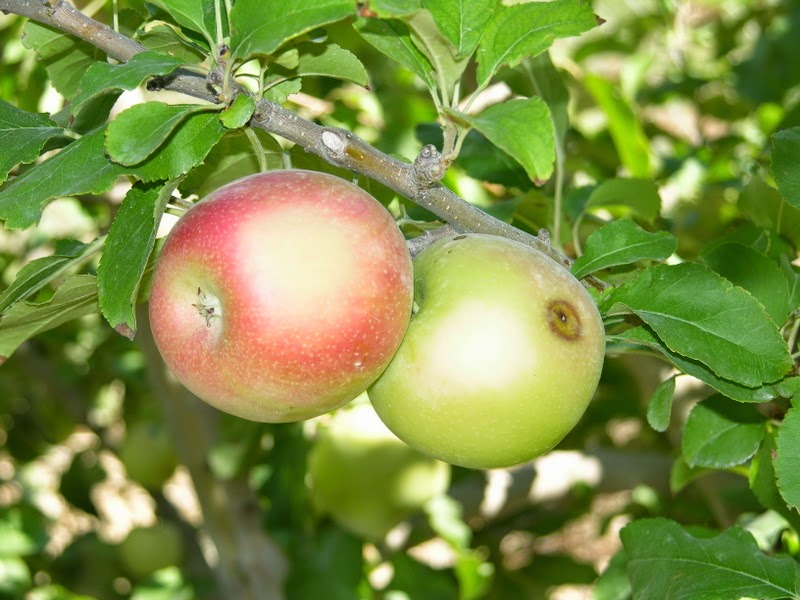Xtremehorticulture of the Desert Don't Pick Pink Lady Apples Yet