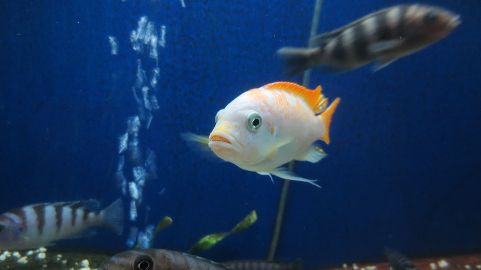 mal/tang fish Metriaclima zebra Red Top Marmalade Cat 11213