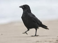 viva crow