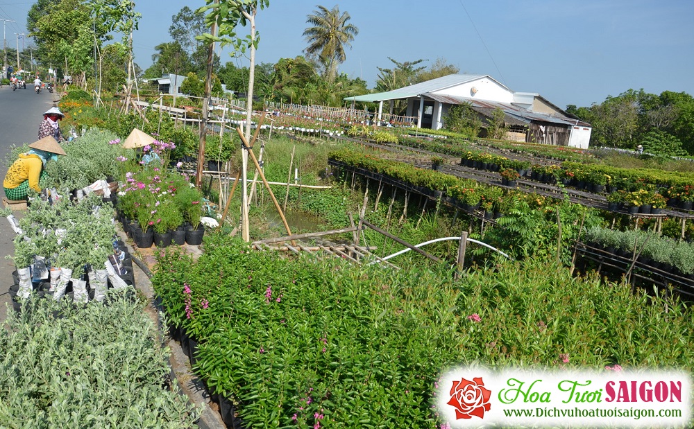 [Image: Lang-hoa-Tan-Quy-Dong-duoc-mua-hoa-tet-10.jpg]