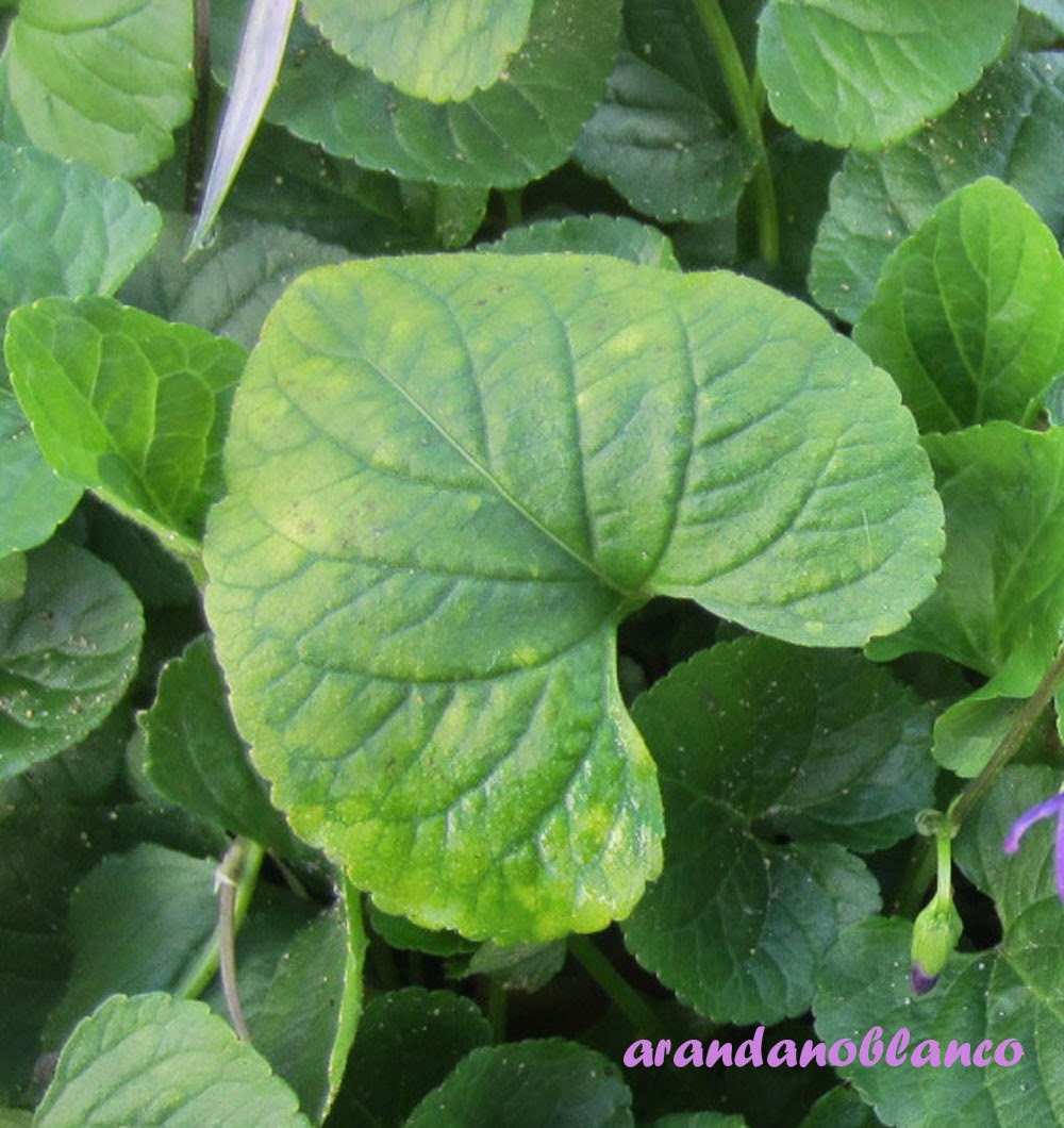 arbustosensevilla-encinarosa: Violeta común / Violeta odorata / Violeta