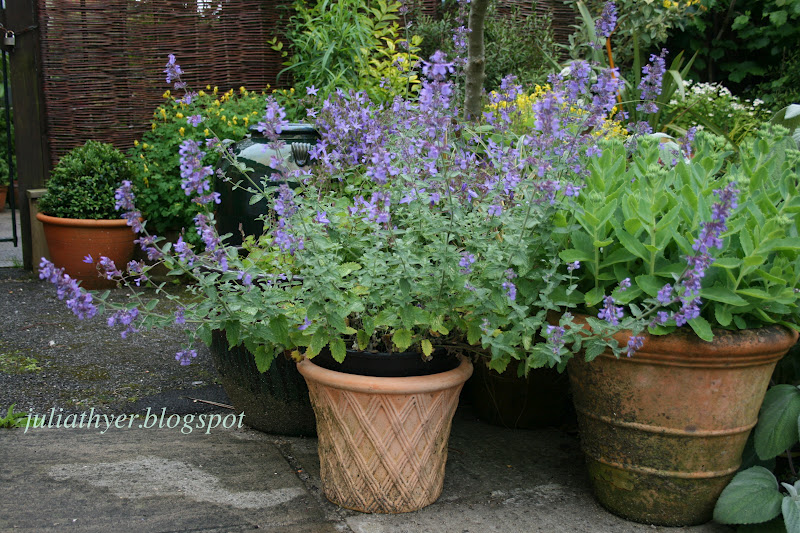 Nepeta catnip (With images) Cat health care, Container