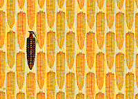 Hey Monsanto, Did You Hear That? Monsanto+GMO+corn