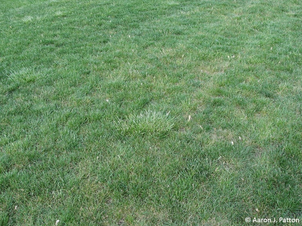 Purdue Turf Tips Weed of the month for March 2015 is Tall Fescue