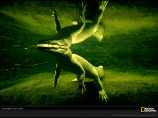 Wallpaper Collections: alligator background